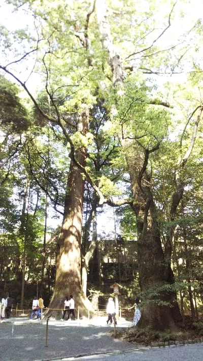 伊勢神宮内宮の杉の木
