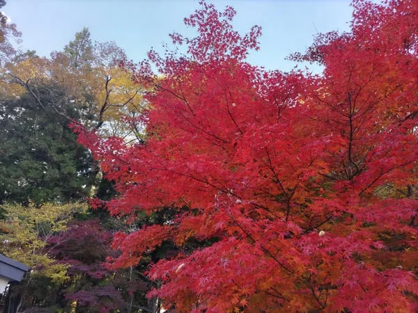古今伝授の里フィールドミュージアム　赤く美しい紅葉の木