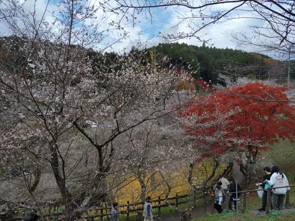 小原四季桜まつり開催時の様子